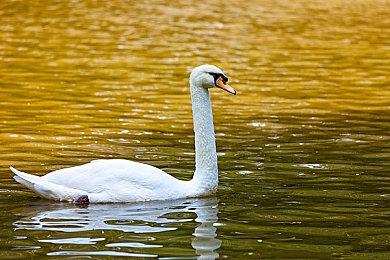 《原神》宣布3.8版本前瞻直播 6月23日晚开演